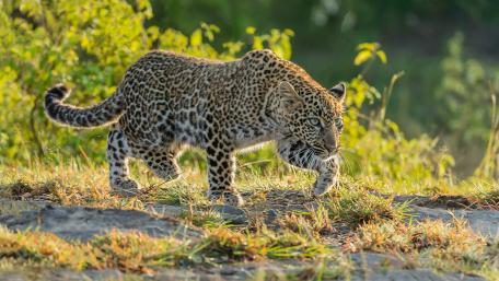 Majestic Leopard on the Prowl in Nature wallpaper