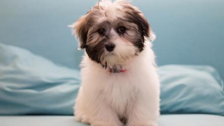 Cute Havanese Puppy Sitting on Couch wallpaper