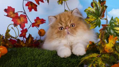 Persian cat wallpaper