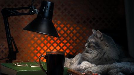 Cozy Cat in Warm Light wallpaper