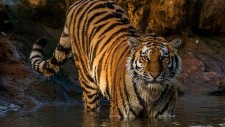 Majestic Siberian Tiger in Its Natural Habitat wallpaper