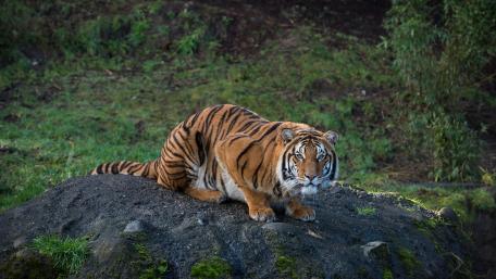 Majestic Bengal Tiger in Natural Habitat wallpaper