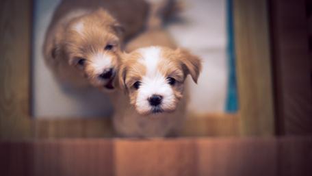 Adorable Havanese Puppies Full of Playful Energy wallpaper