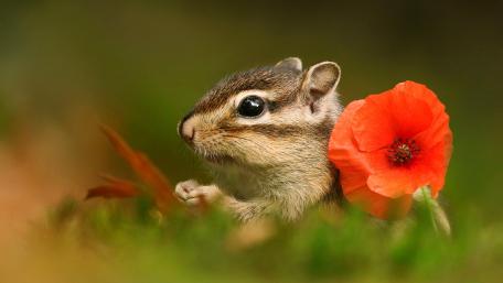 Charming Chipmunk with Poppy Delightful Wallpaper wallpaper