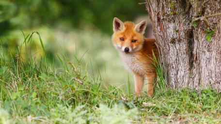 Curious Fox Cub in Nature wallpaper