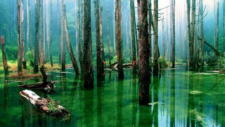 Mystical Swamp Serenity in Nature's Embrace wallpaper