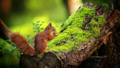 Charming Squirrel Amidst Lush Greenery wallpaper