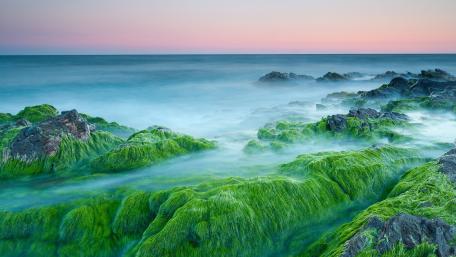 Serene Coastal Algae at Dusk wallpaper