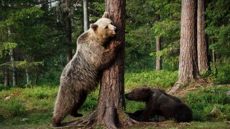 Majestic Bears in Their Natural Habitat wallpaper