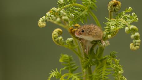 Delicate Eurasian Harvest Mouse Among Ferns wallpaper
