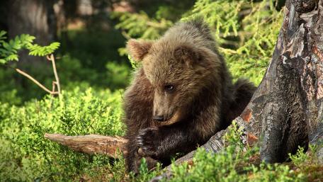 Gentle Grizzly Cub Amongst Nature's Beauty wallpaper