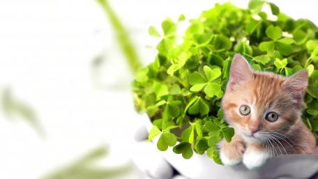 Playful Tabby Kitten Among Clover Leaves wallpaper
