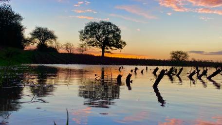 Tree reflection at sunrise wallpaper