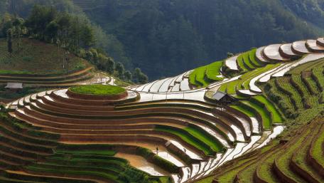 Lush Terrace Paddy Fields in 5k Resolution wallpaper