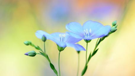 Delicate Blue Blossoms Captured in Soft Light wallpaper