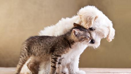 Adorable Cat and Dog Friendship Wallpaper wallpaper