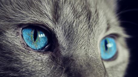 Captivating Blue Eyes of a Cat wallpaper