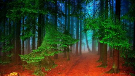 Mysterious Forest Pathway wallpaper