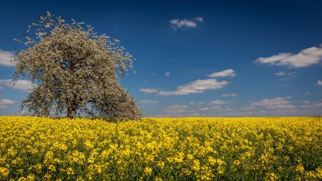 Solitary Tree in Blooming Rapeseed Field wallpaper