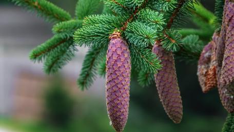 Nature's Beauty in Purple Pine Cones wallpaper