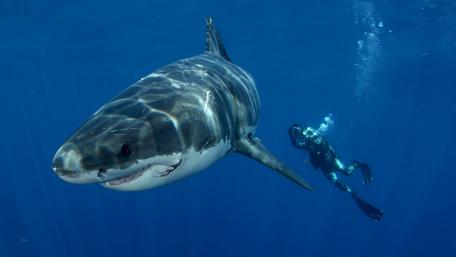 Majestic Underwater Encounter with a Great White Shark wallpaper