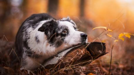 Charming Australian Shepherd in Autumn Serenity wallpaper
