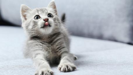 Adorable Grey Kitten Stretching Playfully wallpaper