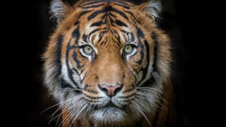 Majestic Glance of the Bengal Tiger wallpaper