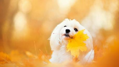 Autumn Vibes with a Playful Maltese Dog wallpaper