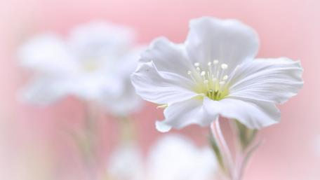 Delicate White Blossom in Soft Focus wallpaper