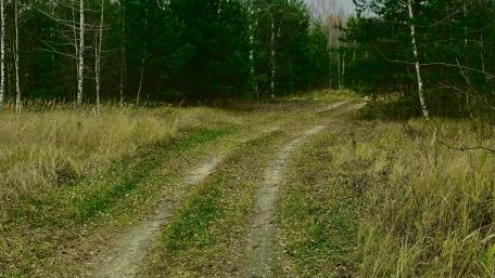 Serene Forest Pathway Inviting Nature's Embrace wallpaper