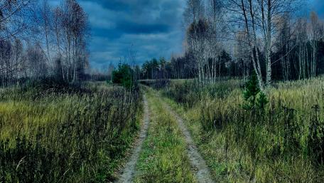 Pathway Through Tranquil Wilderness wallpaper