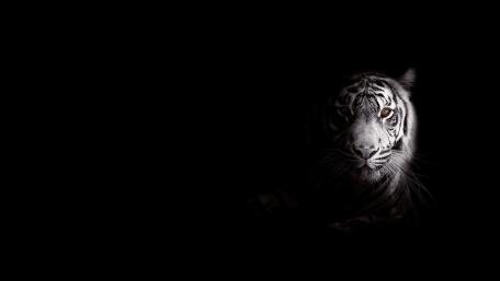 White Tiger in Monochrome Silence wallpaper