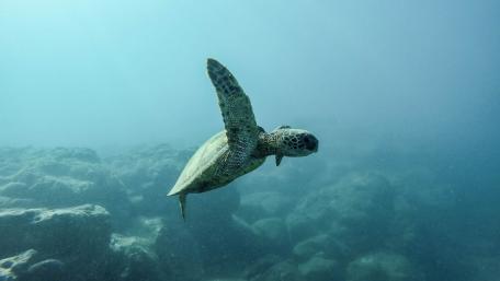 Graceful Sea Turtle Swimming in the Ocean wallpaper