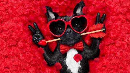 French Bulldog in love wallpaper