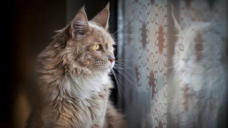 Majestic Maine Coon Gazing Out wallpaper