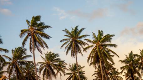 Majestic Palms Against a Serene Sky wallpaper