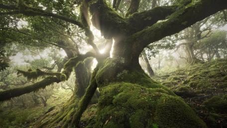 Majestic Mossy Tree in Enchanted Forest wallpaper
