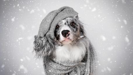 Charming Australian Shepherd in Winter Attire wallpaper