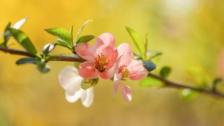 Spring Blossoms in Soft Colors wallpaper