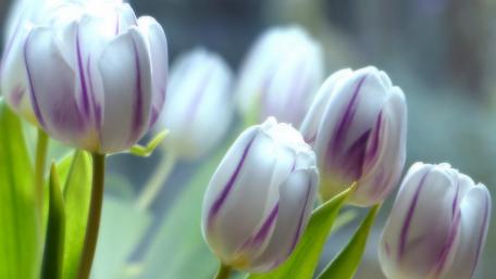 Delicate Tulips Blooming in Spring Light wallpaper