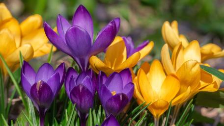 Vibrant Spring Crocuses in Bloom wallpaper