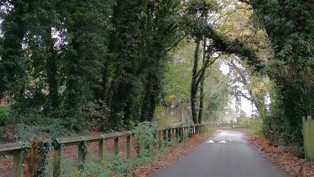 Serene Pathway Through Lush Greenery wallpaper