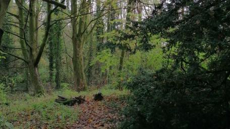 Serene Forest Scene Embracing Nature's Beauty wallpaper