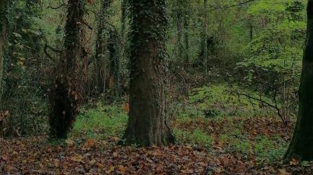 Tranquil Woodland Serenity in Autumn Colors wallpaper