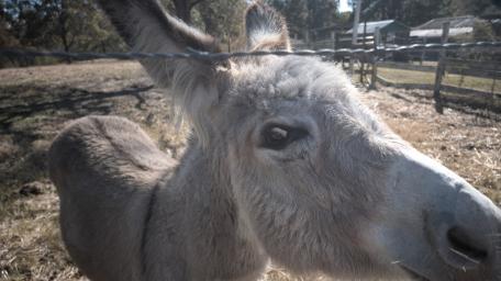 Donkey wallpaper