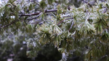 Icy Evergreen Branches in Winter Wonderland wallpaper