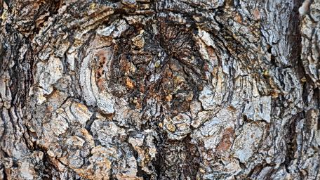 Nature's Textured Beauty in Wood Trunk Wallpaper wallpaper