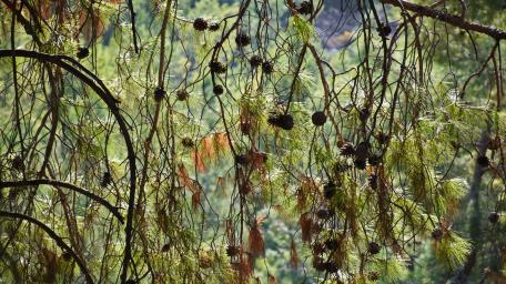 Evergreen curtain wallpaper