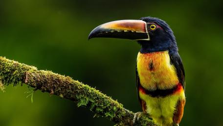 Fiery-billed aracari wallpaper
